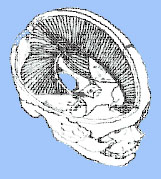 Схема строения мембранозной части головного мозга