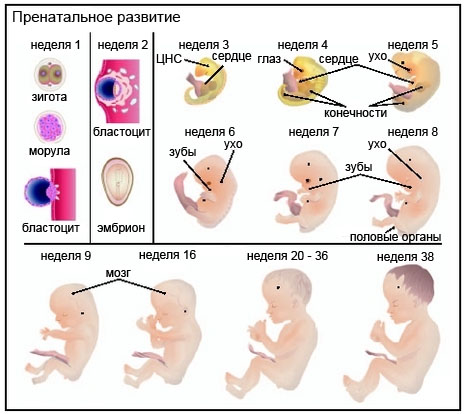 Схема развития эмбриона человека по неделям