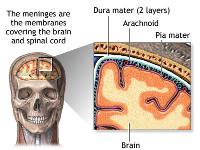 Расположение твердой мозговой оболочки вокруг головного мозга