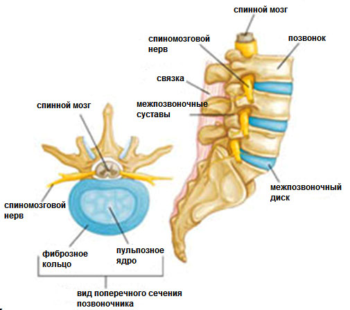 Схема расположения спинного мозга