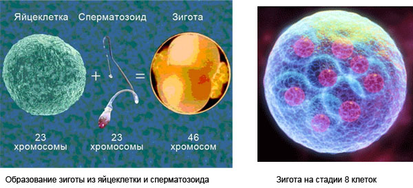 Образование зиготы из яйцеклетки и сперматозоида. Зигота на стадии 8 клеток